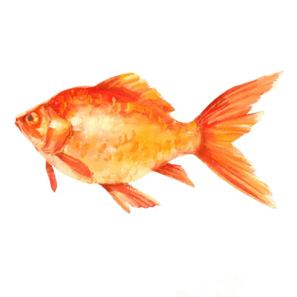 Watercolor Gold Fish Isolated White Background Hand Drawn Illustration — Stock Photo, Image