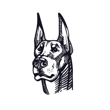 Doberman portresi. Köpek mürekkebi çizimi. El çizimi çizimi, beyaz arkaplanda izole edilmiş stok vektör çizimi