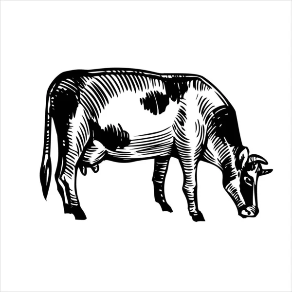 Vaca Lechera Negra Blanca Dibujo Aislado Dibujado Mano Grabado Vintage —  Fotos de Stock