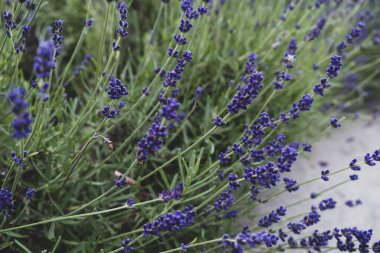 Güzel açan lavanta çiçekleri yeşil yapraklı bitkiler. Yakın plan fotoğraf.