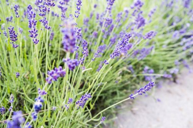 Güzel açan lavanta çiçekleri yeşil yapraklı bitkiler. Yakın plan fotoğraf.