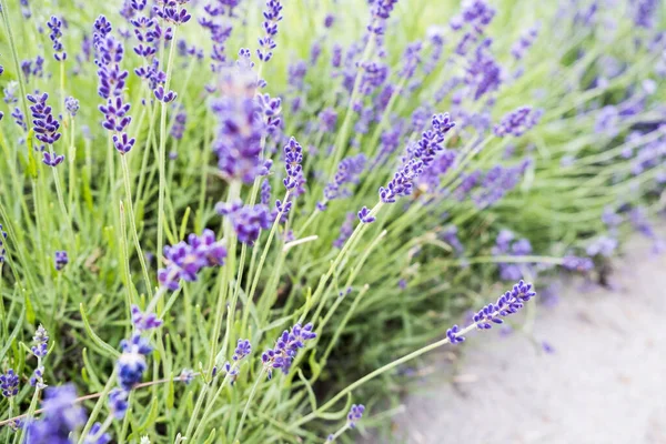 Güzel açan lavanta çiçekleri yeşil yapraklı bitkiler. Yakın plan fotoğraf.