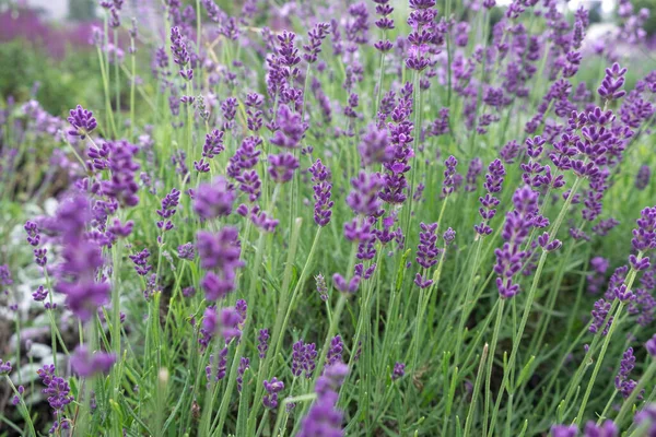 Hermosa Flor Flores Lavanda Hierbas Con Hojas Verdes Foto Primer —  Fotos de Stock