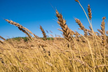 Kuru buğday kulakları, mavi gökyüzü arka planlı çiviler. Stok fotoğrafı