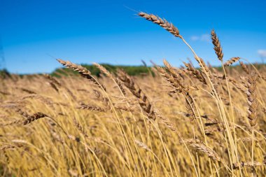 Sarı kuru buğday kulakları, mavi gökyüzü arka planlı dikenler. Stok fotoğrafı
