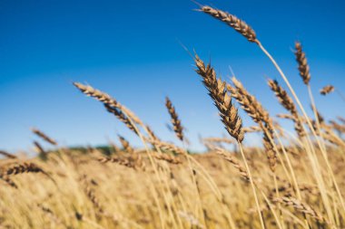 Sarı kuru buğday kulakları, mavi gökyüzü arka planlı dikenler. Stok fotoğrafı