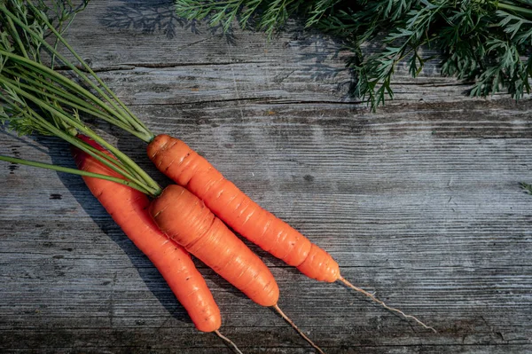 Eski rugth ahşap arka planda yeşil yapraklı taze turuncu havuç sürüsü. Fotoğrafı kapat