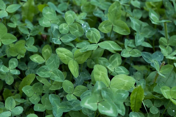 Yeşil yonca bitkileri, folyo, yonca yaprakları....