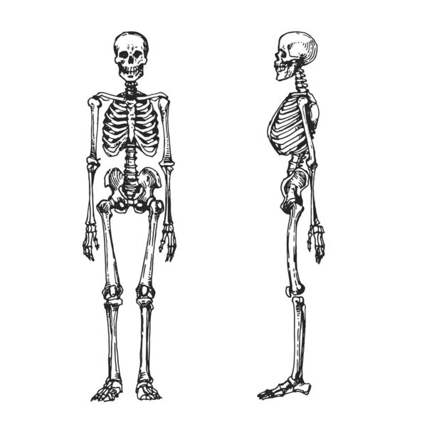 Человеческий скелет, череп, позвоночник и кости. Ручной черно-белый эскиз, векторная иллюстрация запасов