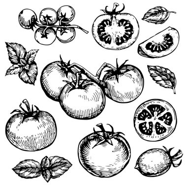 Taze domates örnekleri koleksiyonu. 