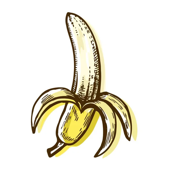 Kolorowy Rysunek Obranego Owocu Bananowego Organiczne Odżywianie Zdrowej Żywności Grawerowane — Zdjęcie stockowe