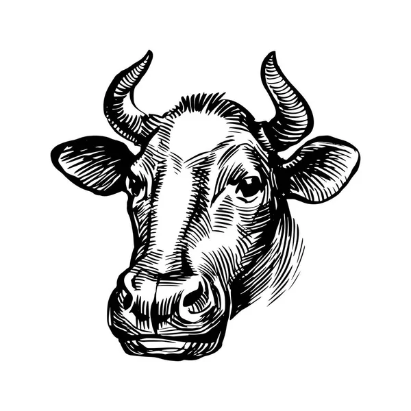 Cow head illustration. Farm animal with horns, black and white etching, vintage engraving. Hand drawn stock  illustration isolated on white background.