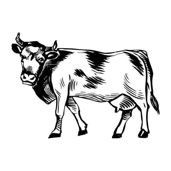 Illustration Vache Laitière Animaux Ferme Avec Cornes Gravure Noir Blanc — Photo