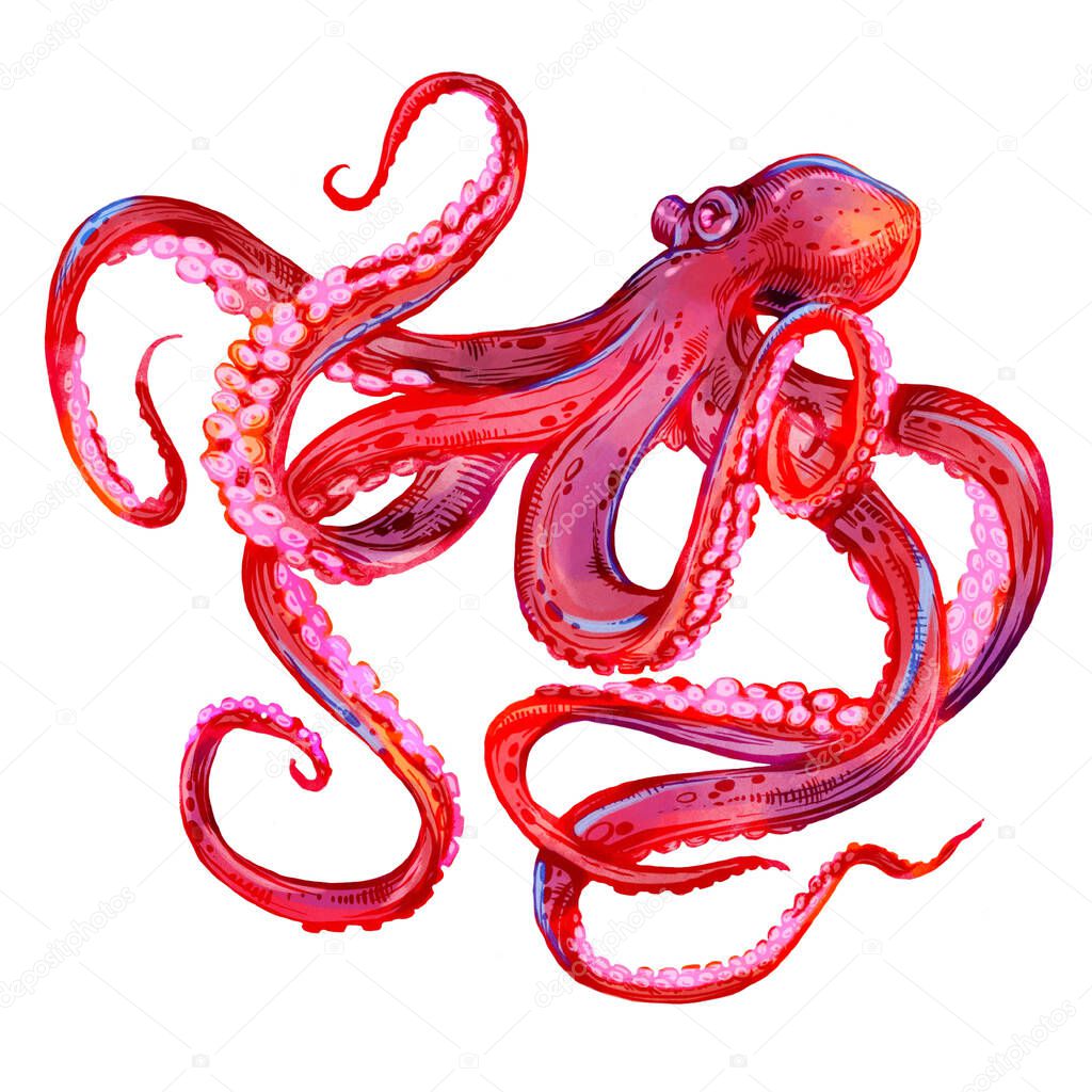 octopus. sea poulpe, devilfish with tentacles illustration isolated on white background