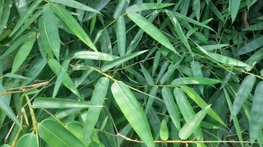 green bamboo leaves texture, background