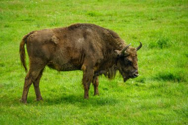 Avrupa bizonu ormandaki yeşil çimlerin arka planına karşı bizon bonasus