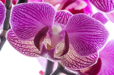 Pembe orkide beyaz arkaplanda izole edildi