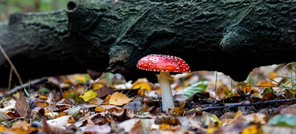 秋天森林里苍蝇蘑菇的密闭 — 图库照片