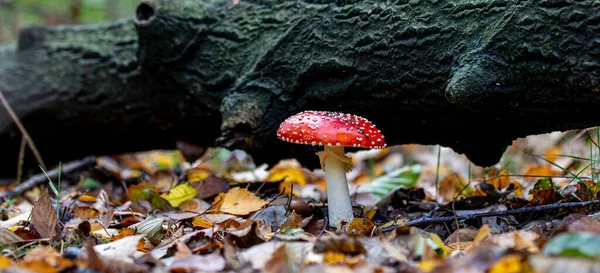 Närbild Flugsvamp Höstskogen — Stockfoto