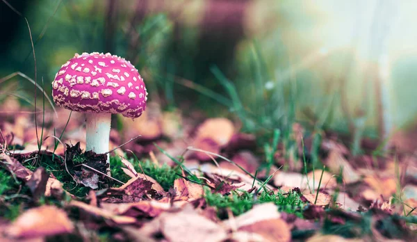 Close Van Vliegenzwam Herfstbos — Stockfoto