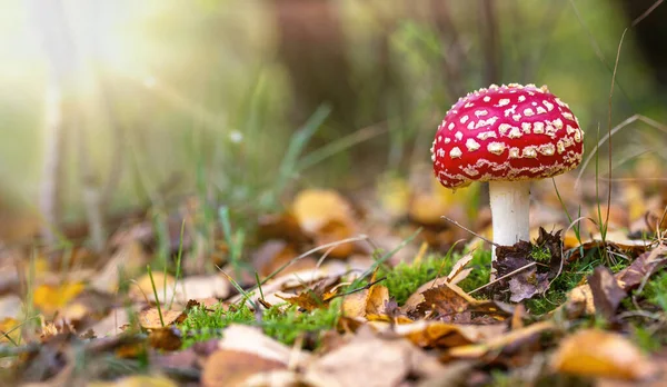 Nahaufnahme Von Fliegenpilz Herbstwald — Stockfoto