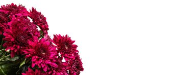 Pembe yıldız çiçeğine yaklaş.