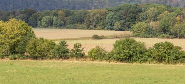 Ağaçlı manzaranın manzarası.