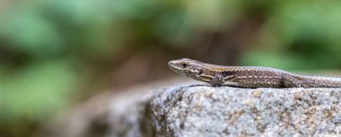 Taşın üzerinde kertenkele makrosu
