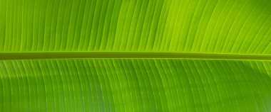 yeşil palmiye yaprağı yüzeyi dokusu