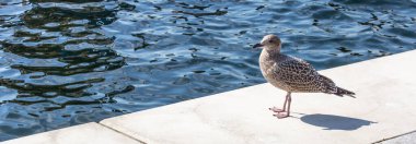 Rıhtımdaki martı. Kuşun arka planında deniz suyu