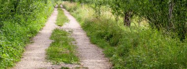 Yaz ormanında çimlerin üzerinde yol