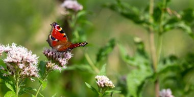 Çimenlerdeki bir çiçekte kelebek