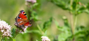 Çimenlerdeki bir çiçekte kelebek