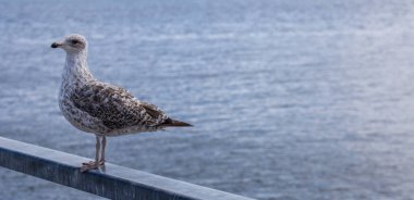 Rıhtımdaki martı. Kuşun arka planında deniz suyu