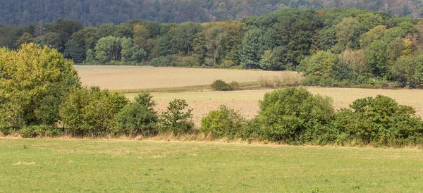 Ağaçlı manzaranın manzarası.