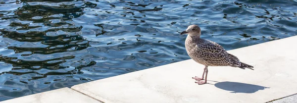 Rıhtımdaki martı. Kuşun arka planında deniz suyu