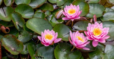 Gölette pembe su zambağı. Nilüfer çiçeğinin çiçek zamanı