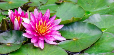 Gölette pembe su zambağı. Nilüfer çiçeğinin çiçek zamanı