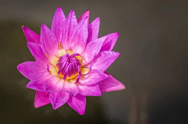 Růžová Leknín Rybníku Doba Květu Lotosu — Stock fotografie