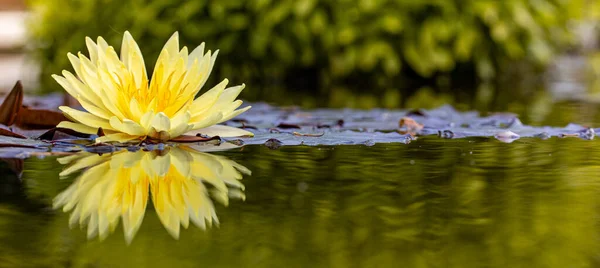 Lírio Água Amarelo Lagoa Tempo Flor Lótus — Fotografia de Stock