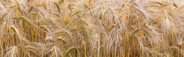 Campo Grano Dorato Fiori Margherita Estate — Foto Stock