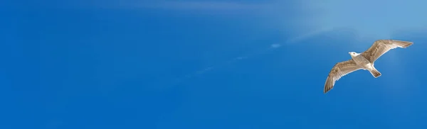 Gabbiano Che Vola Nel Cielo Blu — Foto Stock
