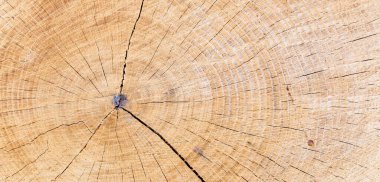 Kesik ağaç gövdesinin ahşap dokusu