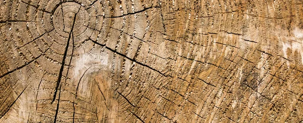 Wood Texture Cut Tree Trunk — Stock Photo, Image
