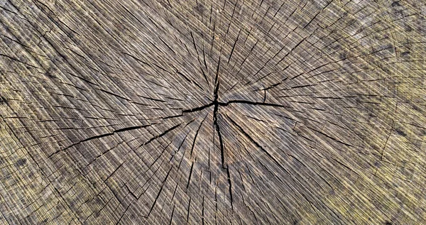 Dřevitá Textura Kmenu Vyřezávaného Stromu — Stock fotografie