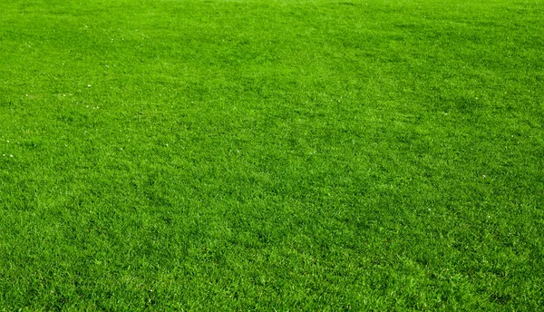 background of green grass field