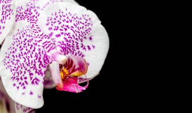 Siyah arkaplanda orkide