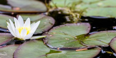 Nilüfer çiçeğinin göldeki beyaz sularına yakın çekim