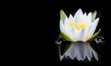 Nilüfer çiçeğinin göldeki beyaz sularına yakın çekim