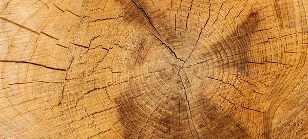 Dřevitá Textura Kmenu Vyřezávaného Stromu — Stock fotografie
